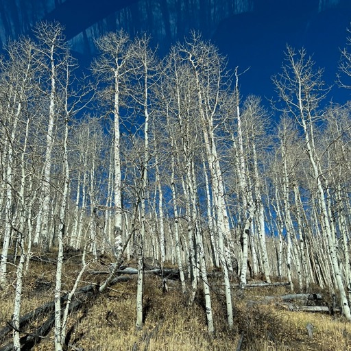 Beautiful naked aspens on SR-12/
		    