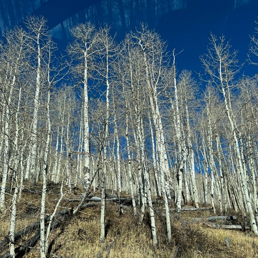 Beautiful naked aspens on SR-12/
		    