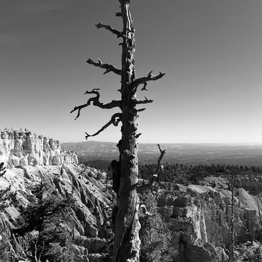 Required artsy Bristlecone (still alive even though it doesn't look it)/
		    