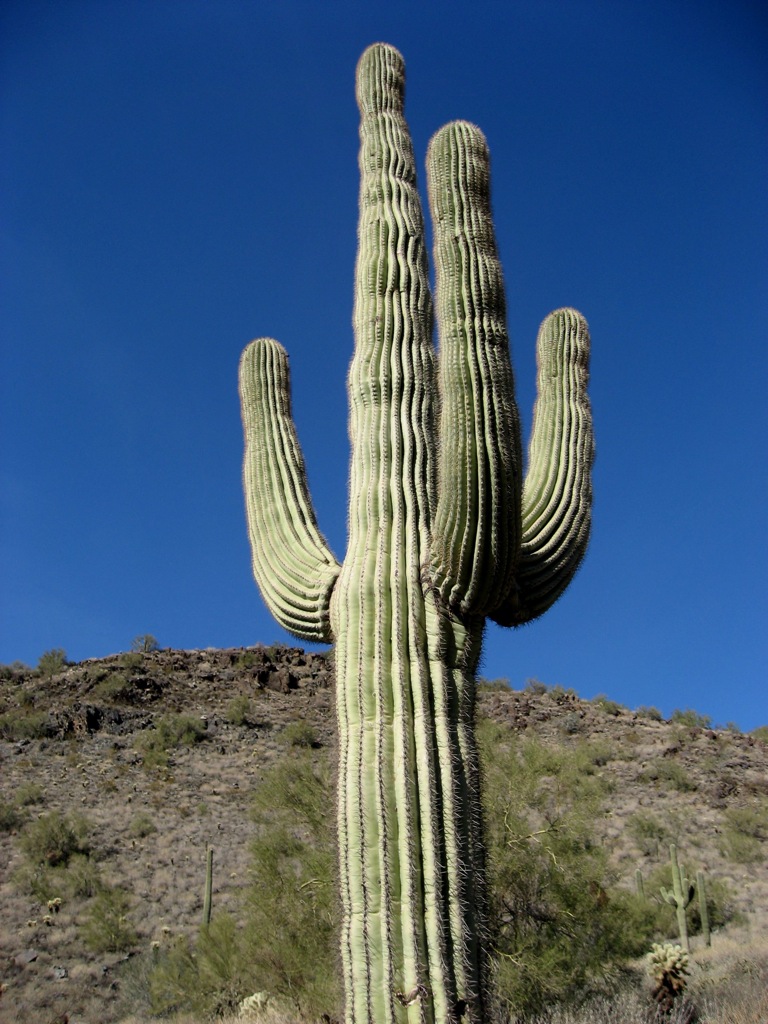 Big fat saguaro/