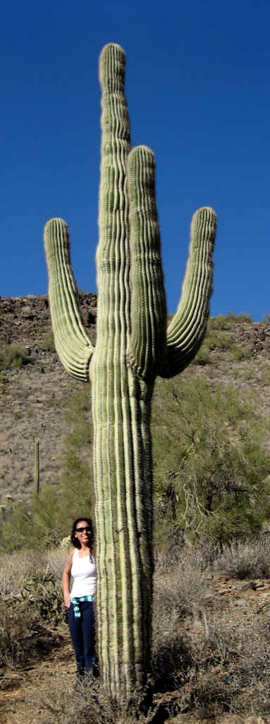 Saguaro/