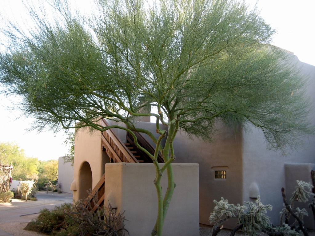 A Palo Verde tree at Boulders Resort/