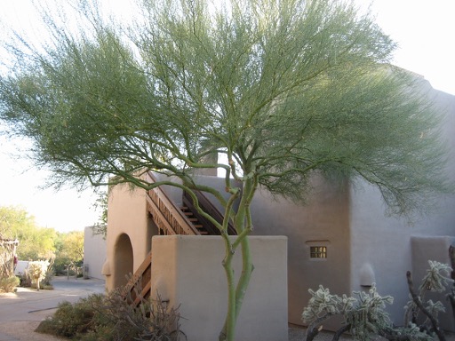 Palo Verde