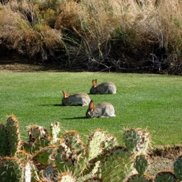 Bunnies everywhere/
		    