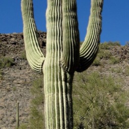 Saguaro/
		    