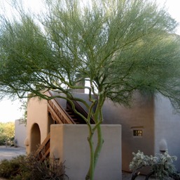 A Palo Verde tree at Boulders Resort/
		    