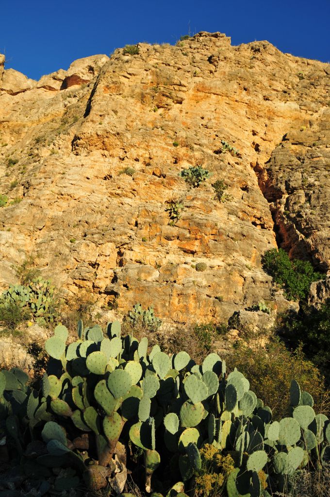 Is there *anywhere* prickly pears don't grow?/