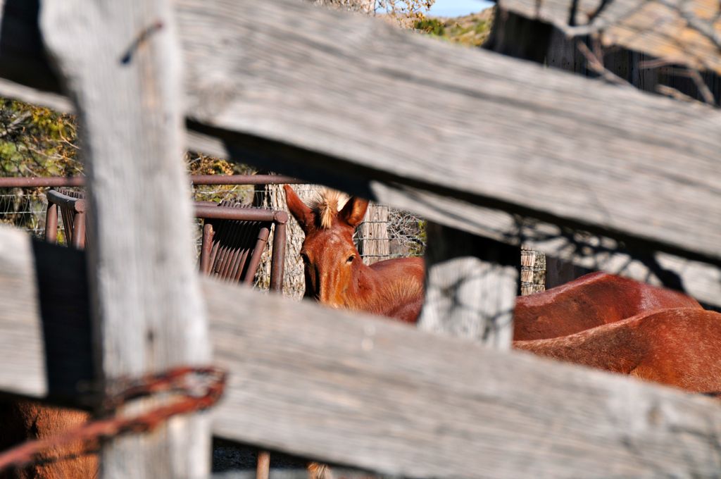 Dan's artzy shot of the horsies/