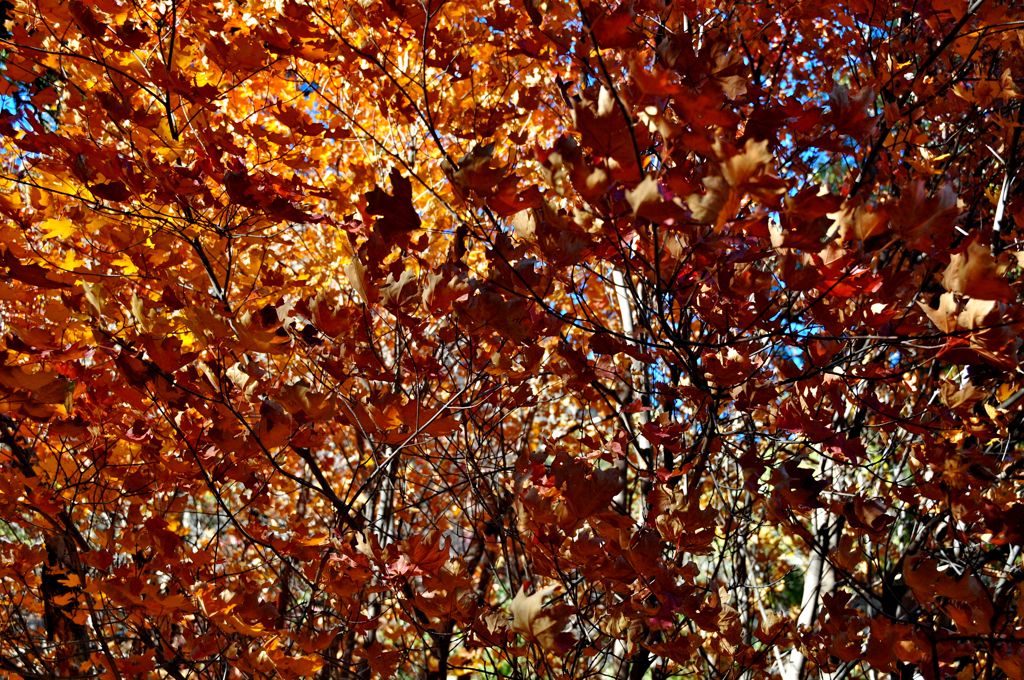 Fall colors on Frijole Trail/