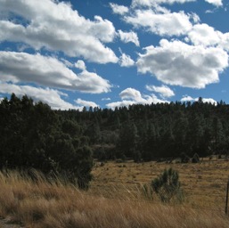 Lincoln National Forest… Doesn't look like New Mexico, does it?/
		    