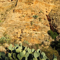 Is there *anywhere* prickly pears don't grow?/
		    