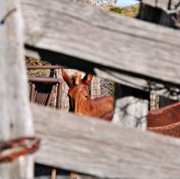 Dan's artzy shot of the horsies/
		    