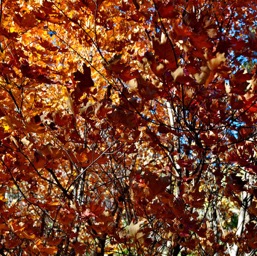 Fall colors on Frijole Trail/
		    