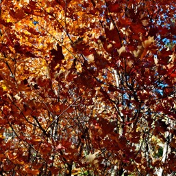 Fall colors on Frijole Trail/
		    