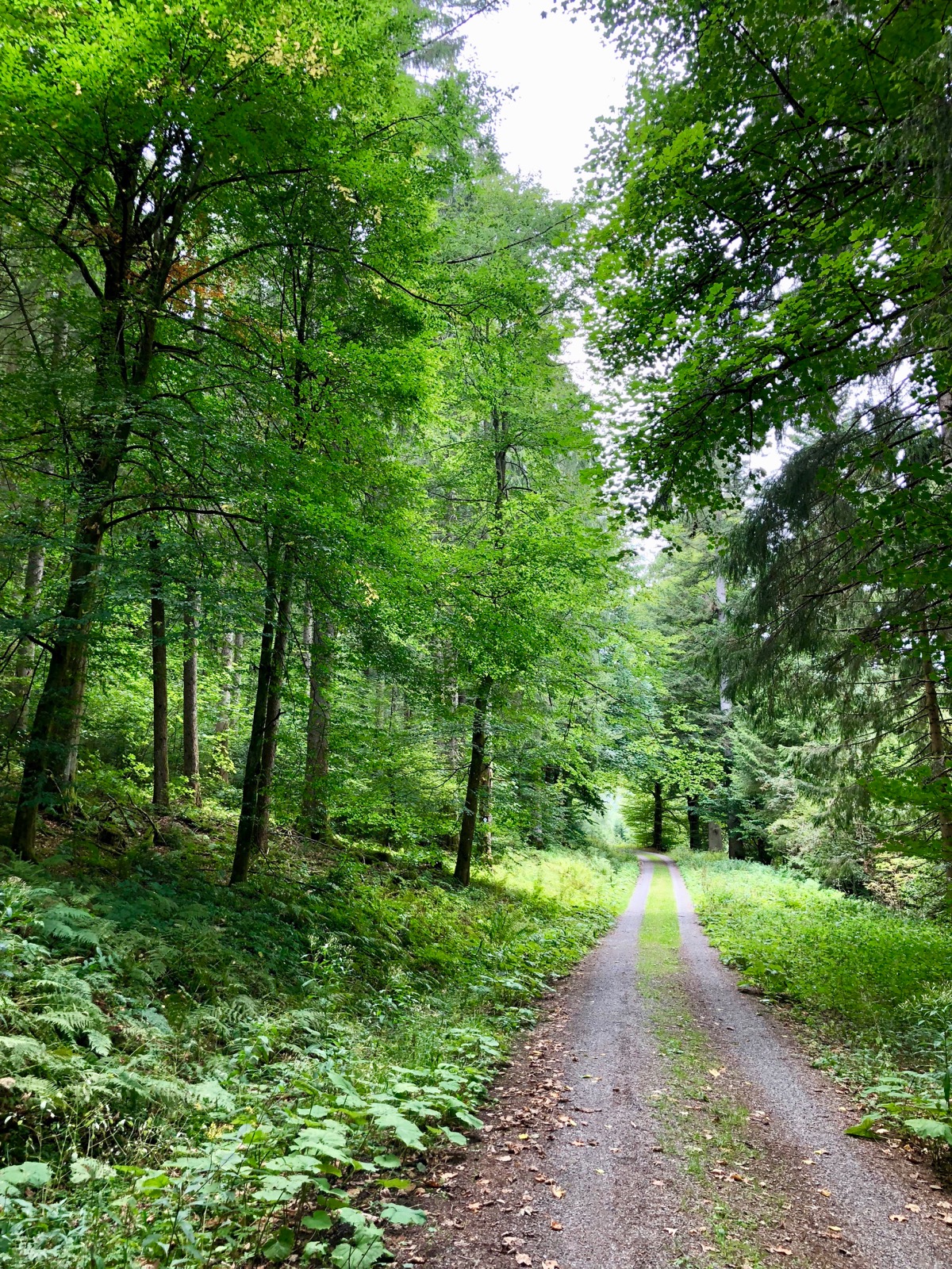 A super pretty hiking path/
