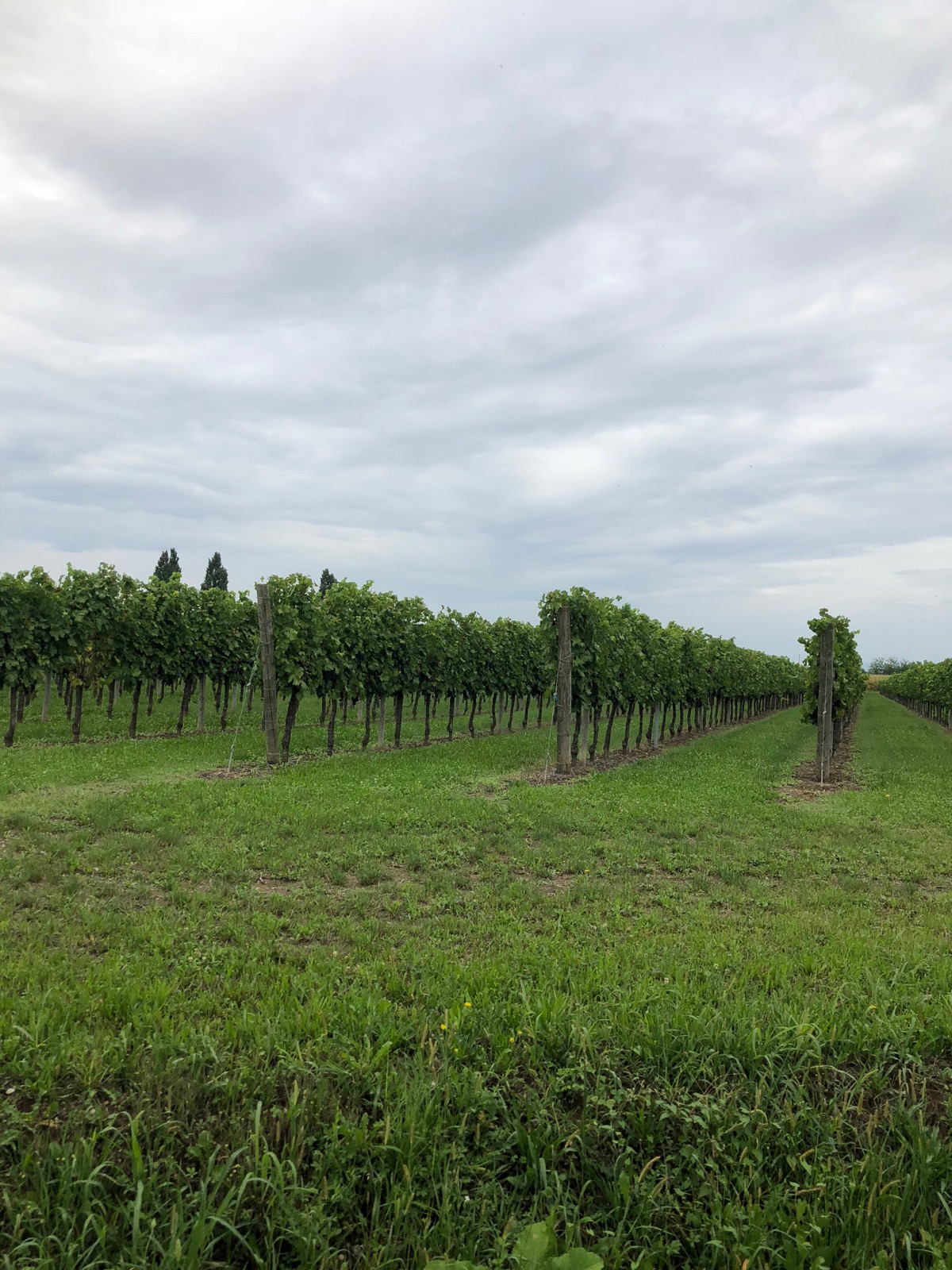 Road to the airport... a bit more scenic than 101/