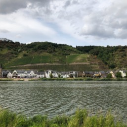 Vineyards along the Reine river/
		    