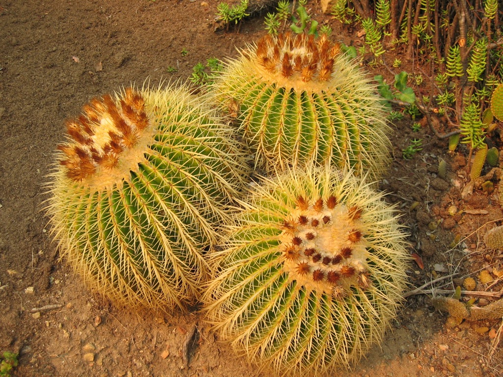 Barrel cacti in the Botanical Gardens/