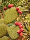 Prickly Pears!