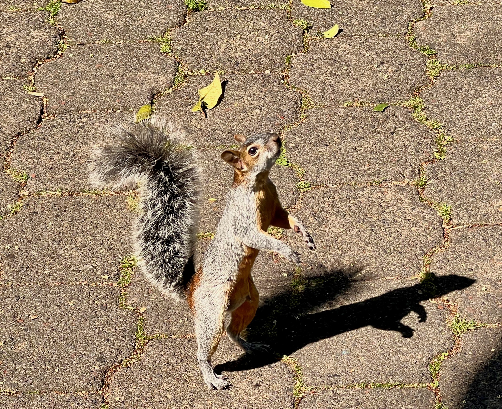 Ever present begging squirrels/