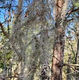 Spanish moss/
		    