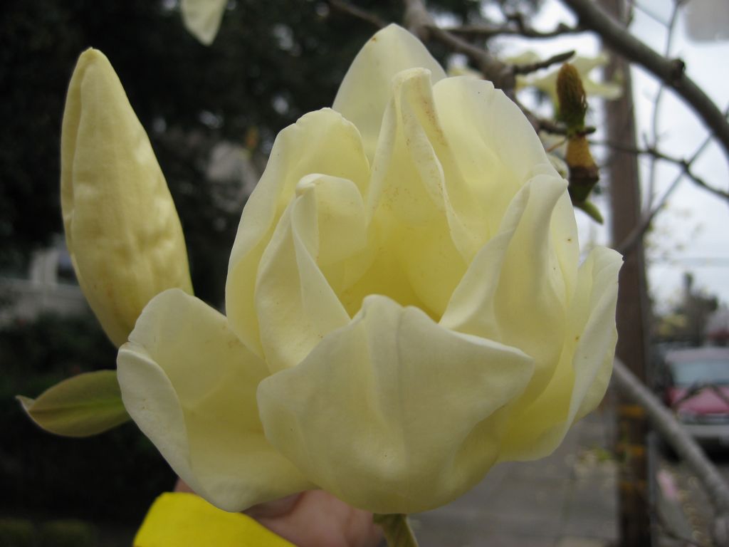 Very unusual magnolia in Petaluma/