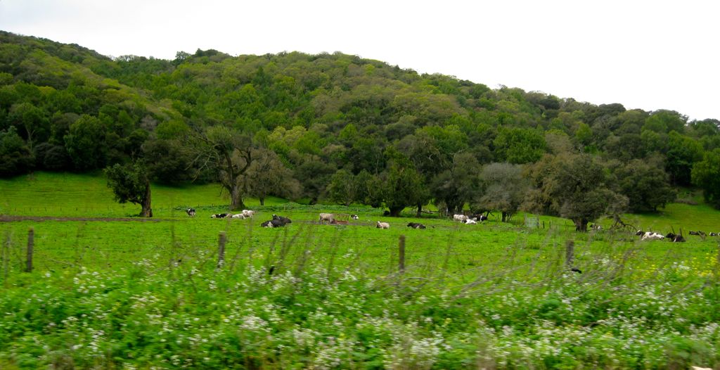 Happy California cows doing their thing on the way up to Petaluma/