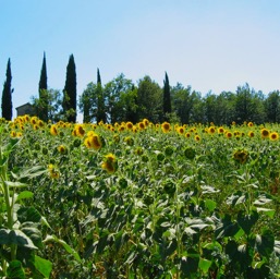 Heading towards Monticiano/
		    