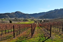 Naked grapes at Clos la Chance