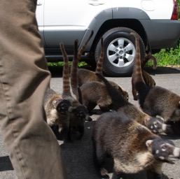 Coatimundi trying to take Rick home with them/
		    