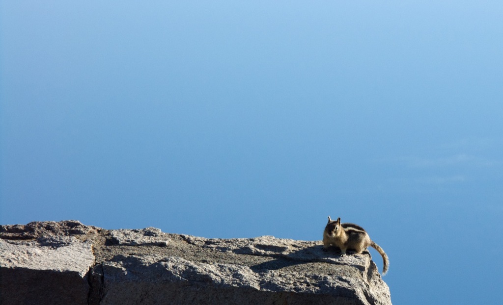 The squirrel and the lake/