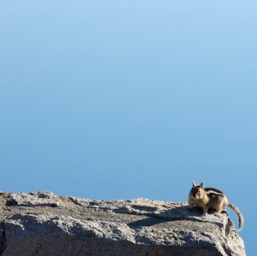 The squirrel and the lake/
		    