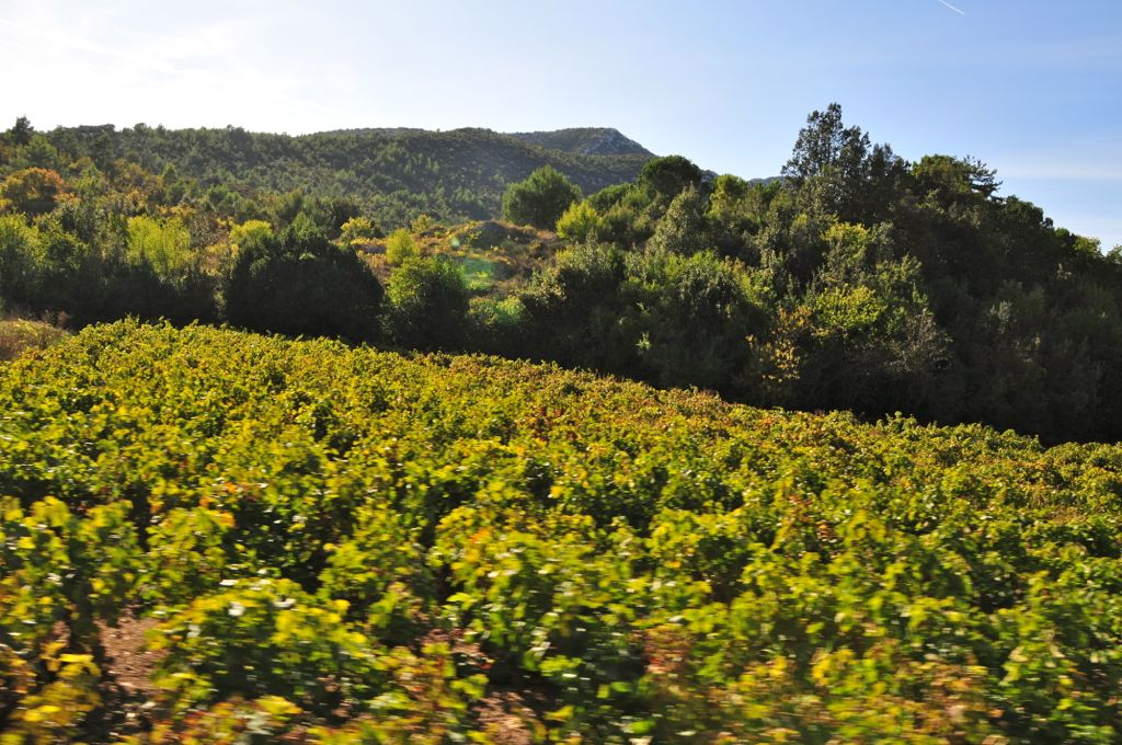 Dry-farmed un-trellised vineyards/