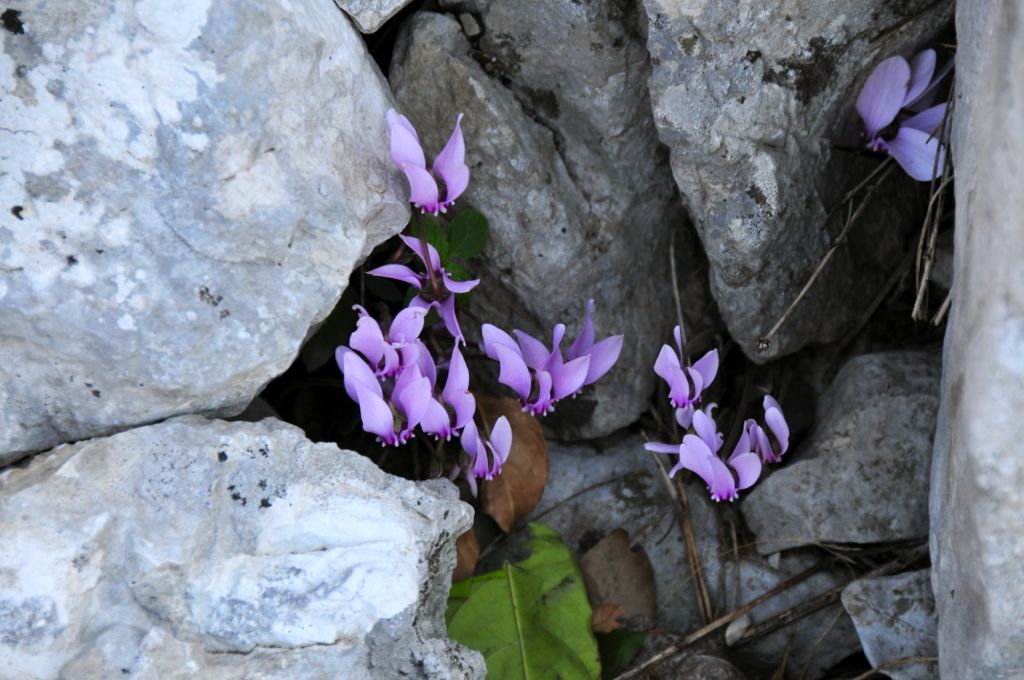 Wild cyclamens everywhere/