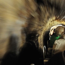 Zipping deep into the Postojna Caves/
		    