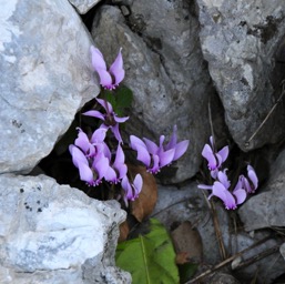 Wild cyclamens everywhere/
		    