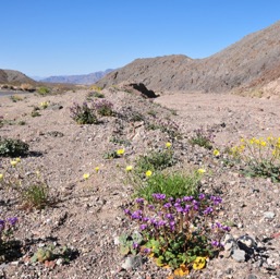 The little flowers who could/
		    
