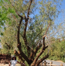 Borax Museum /
		    