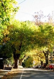 Fall in Downieville