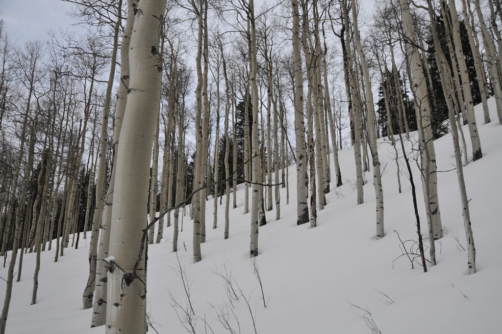 Naked aspens/