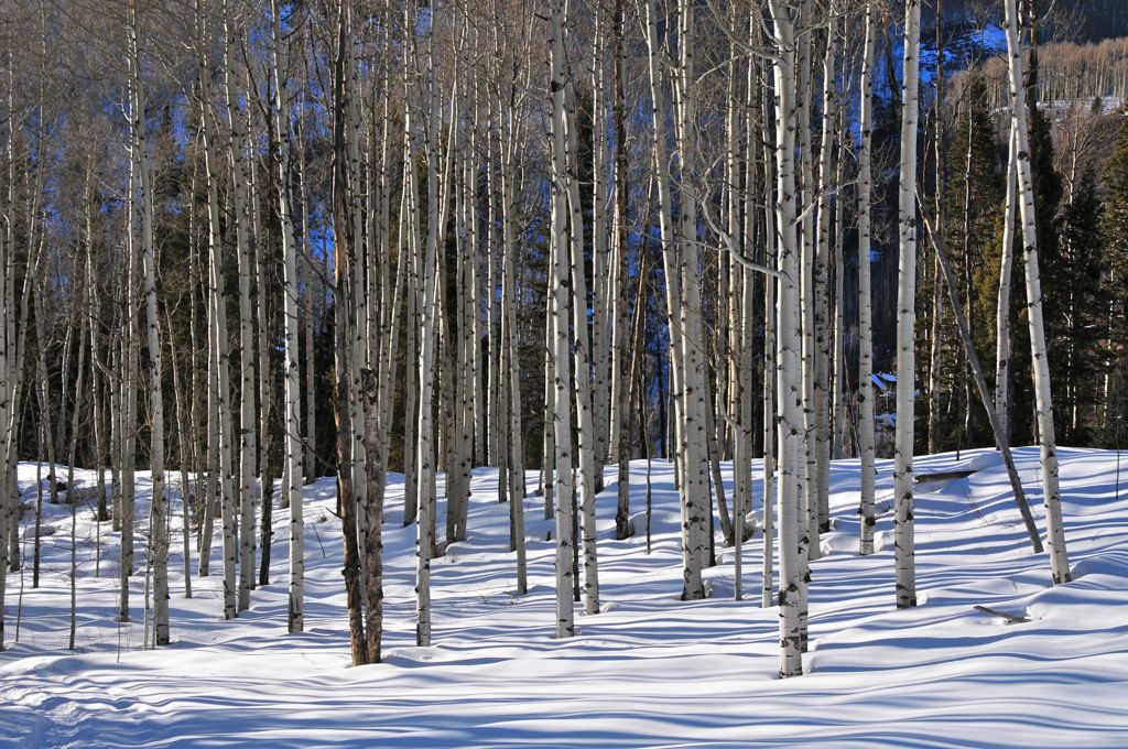 More naked aspens/