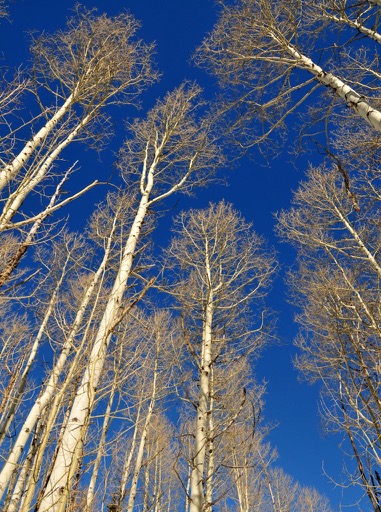 Naked aspens against the sky