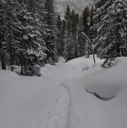 Not a shabby trail /
		    