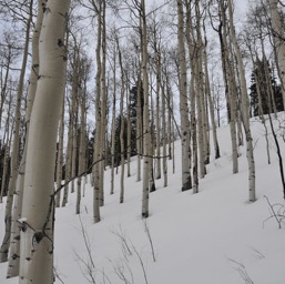 Naked aspens/
		    