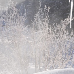 Everything is frosty!/
		    