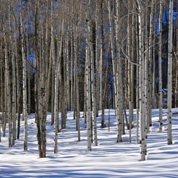 More naked aspens/
		    