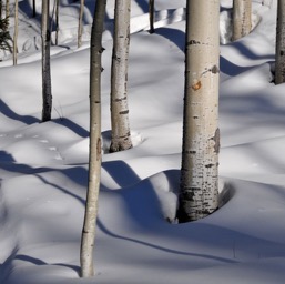 Critter track/
		    
