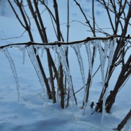 Icicle tree/
		    