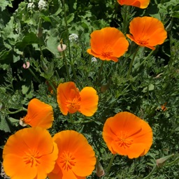 Beautiful California Poppies/
		    