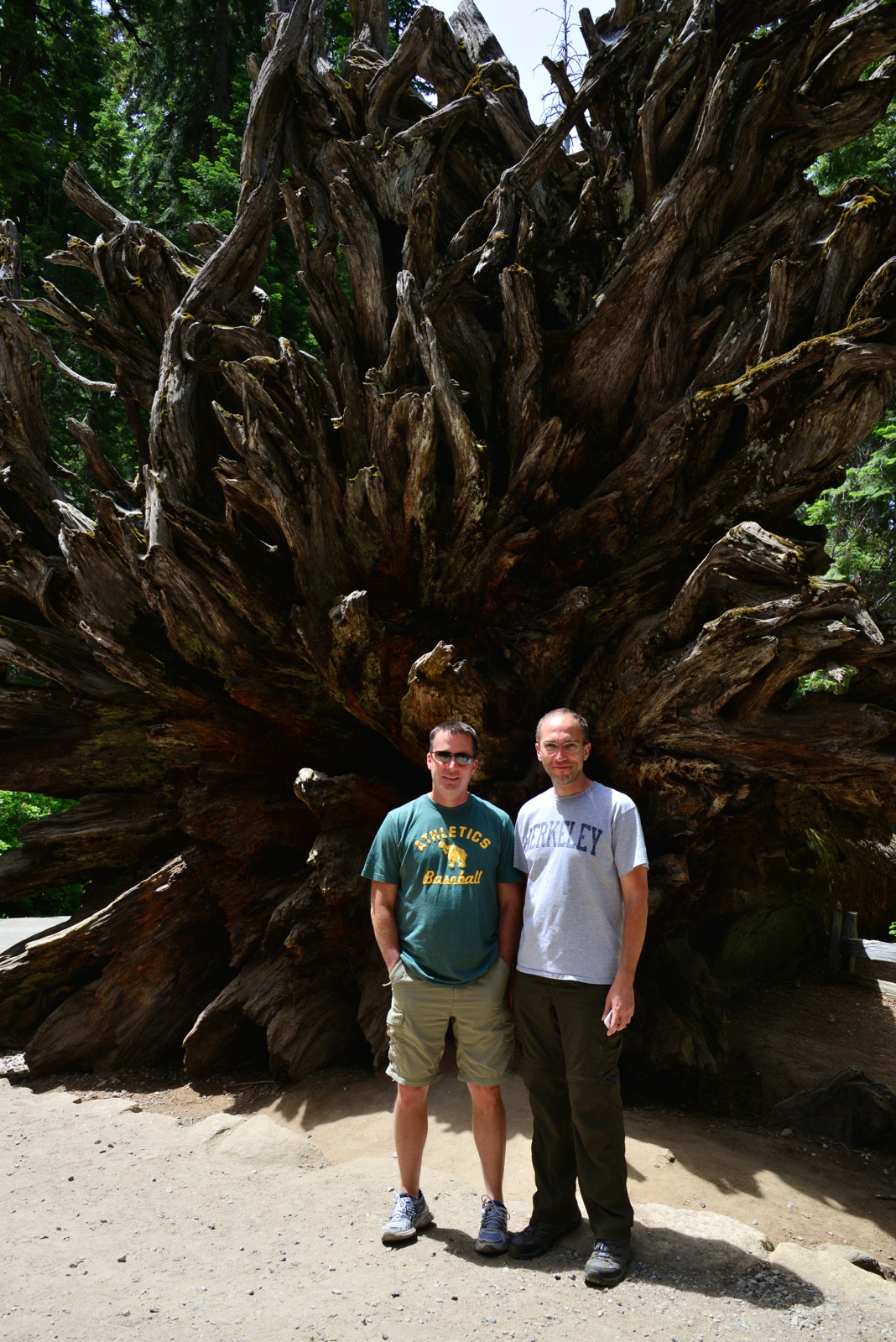 Paul & Barry and a big ass root ball/